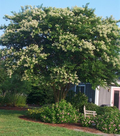 Crape Myrtle Fantasy